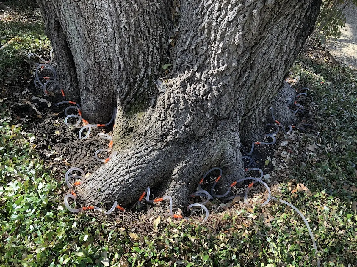 Detailed Tree Cabling and Bracing job site in Lukachukai