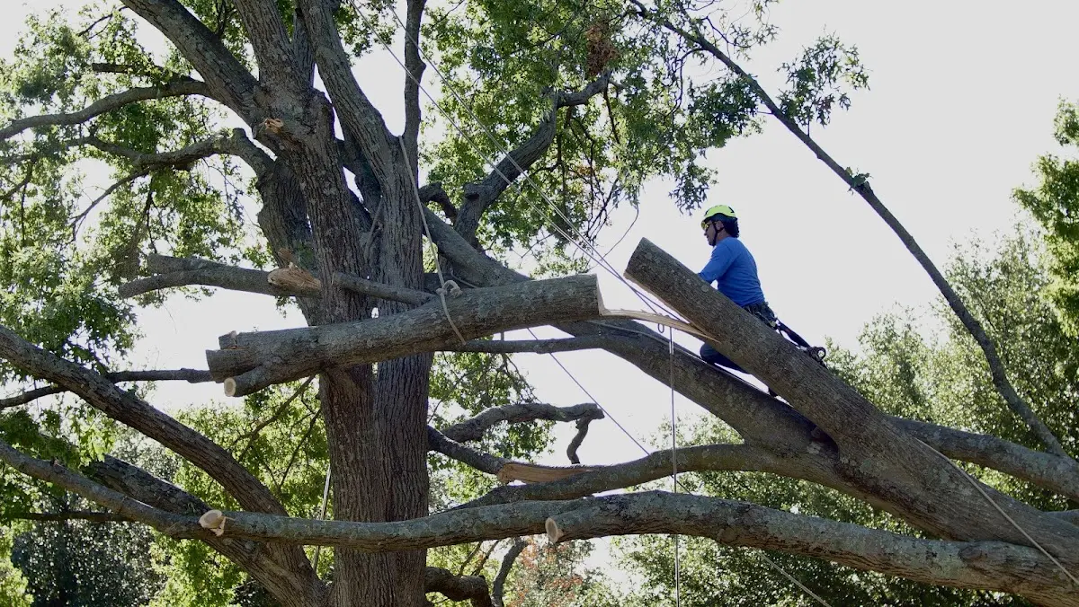 Professional Crown Thinning performed by certified arborists in Lukachukai