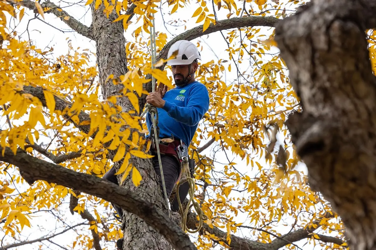 Skilled Tree Planting crew working in Lukachukai